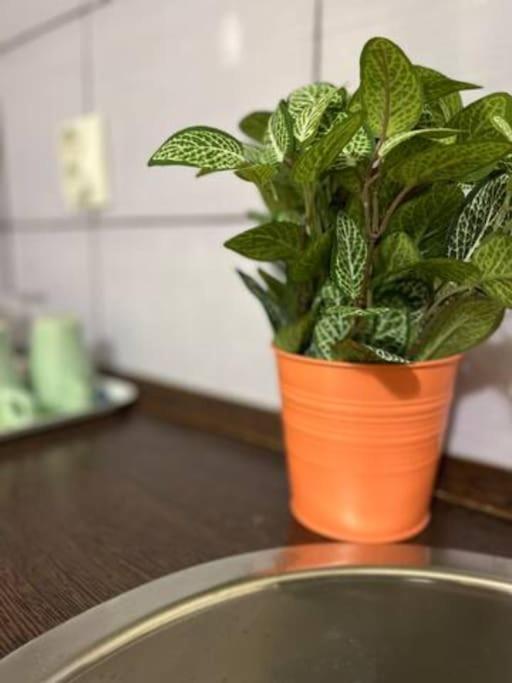 A13 Parliament Sunflower Cozy Apartment 布达佩斯 外观 照片