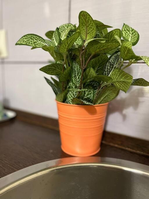A13 Parliament Sunflower Cozy Apartment 布达佩斯 外观 照片